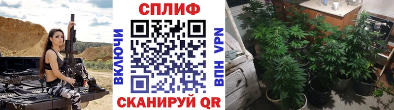 Бошки марихуана Amnesia Борзя